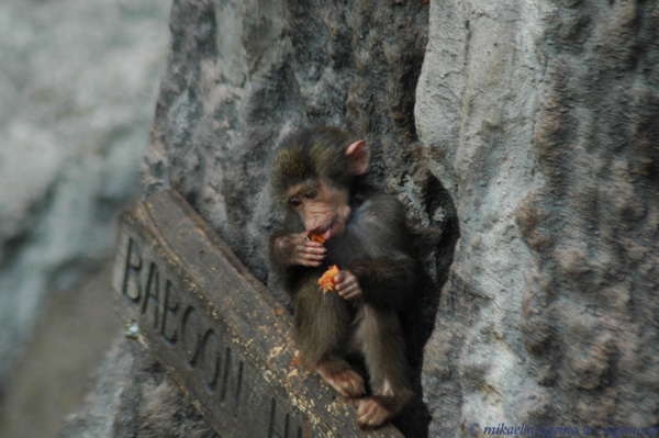 Little Baboon