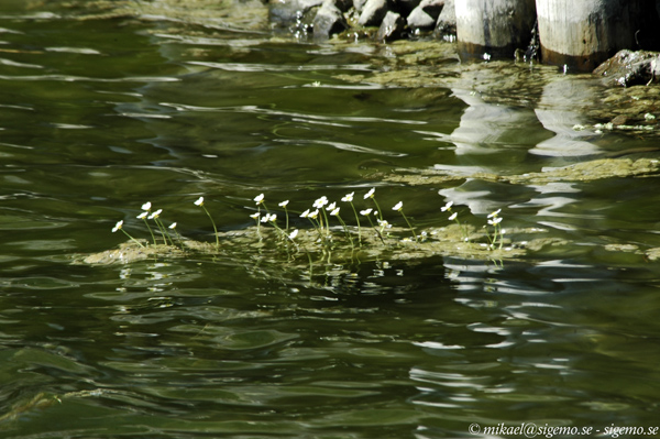 Flowers in water