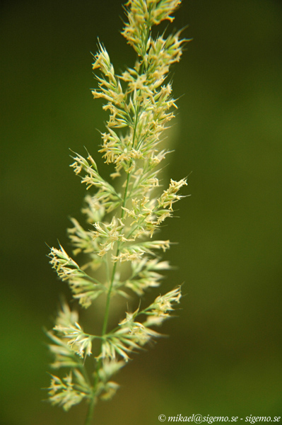 Grass