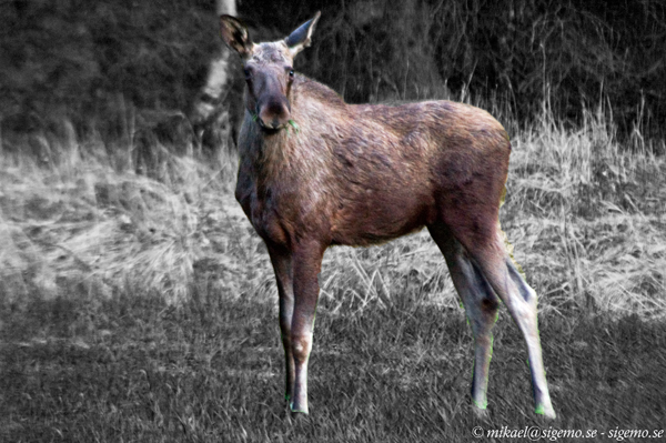 Another year, another Moose