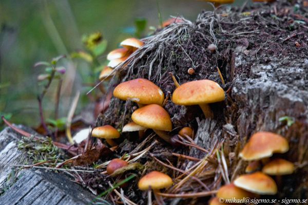 Fungus