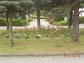dscn3217