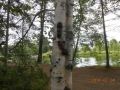 DSCN3459