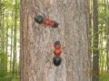 DSCN3463