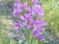 DSCN3483